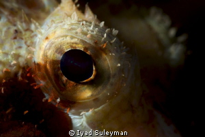 Fish eye close-up
Nikon D3s, Sigma 70mm macro , +10 SubS... by Iyad Suleyman 